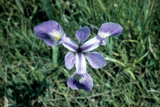 Iris versicolor (Blue Flag)