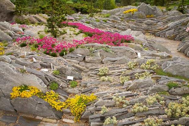 Plantes alpines pour rocaille