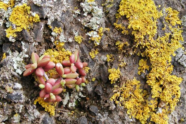 Lichen sur pin des Canaries.