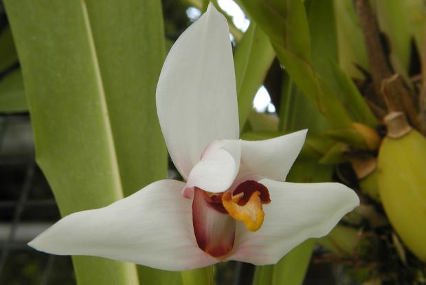 Maxillaria huebschii.