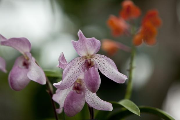 Paphiopedilum Madame Martinet