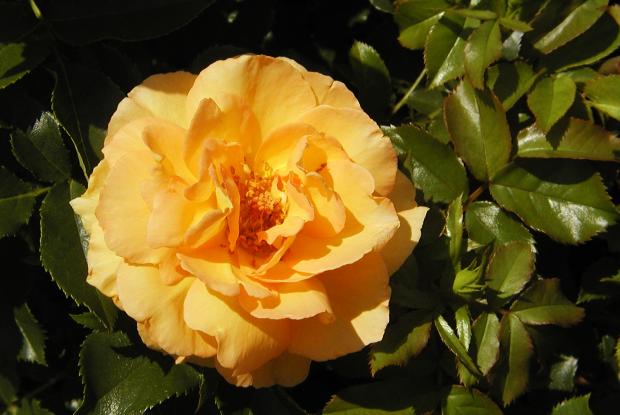 Rosa 'Eureka'.