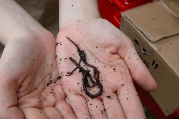 Vermicomposting