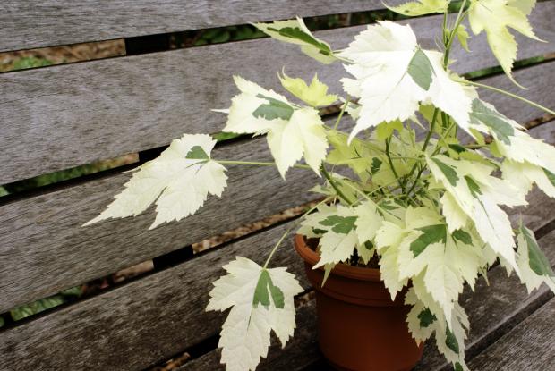 Abutilon hybridum 'Savitzii'