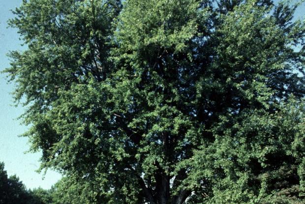 Acer saccharinum.