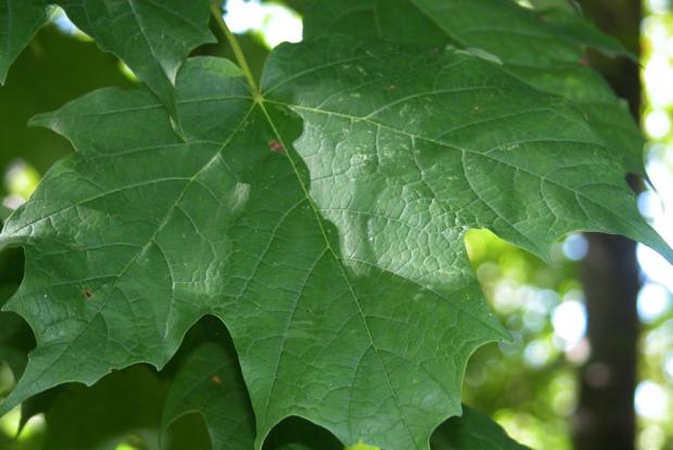 Acer saccharum.
