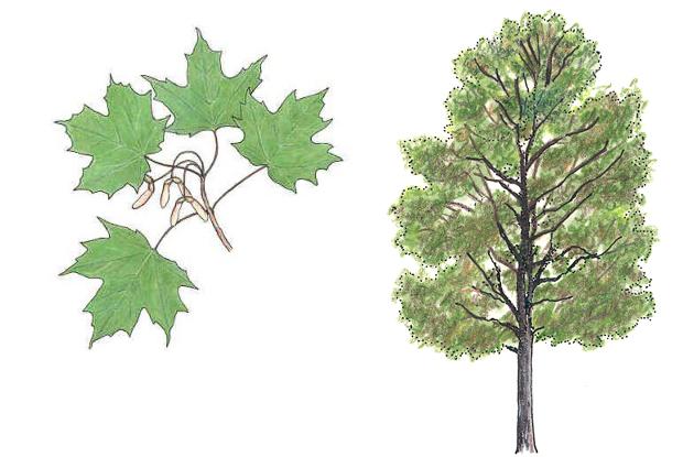 Acer saccharum