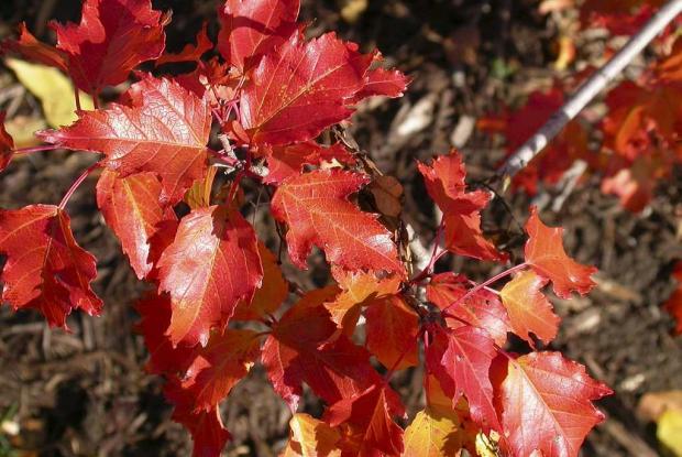 Acer tataricum ssp. ginnala
