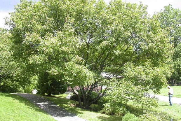 Acer tataricum ssp. ginnala