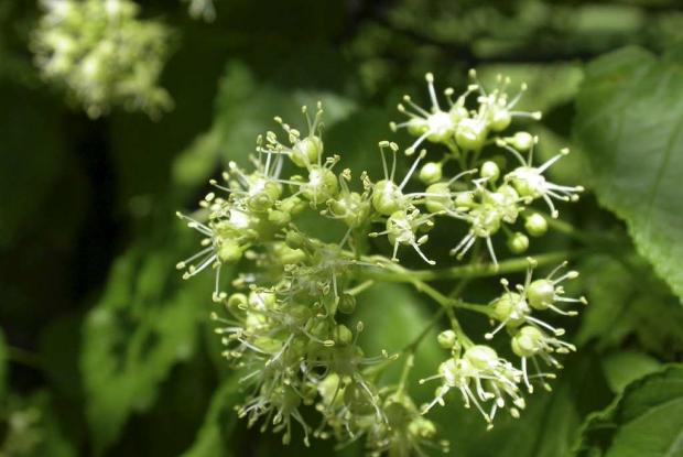 Acer tataricum ssp. ginnala