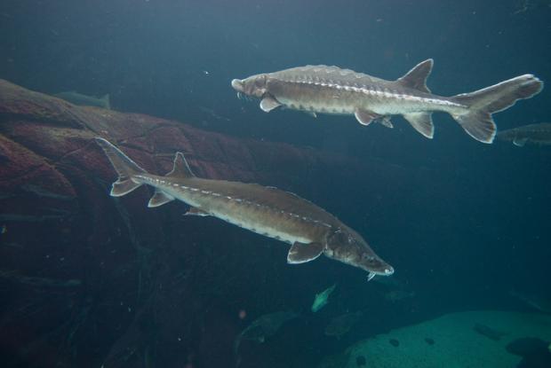 Acipenser oxyrinchus