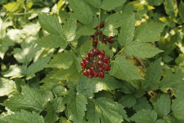 Actaea rubra
