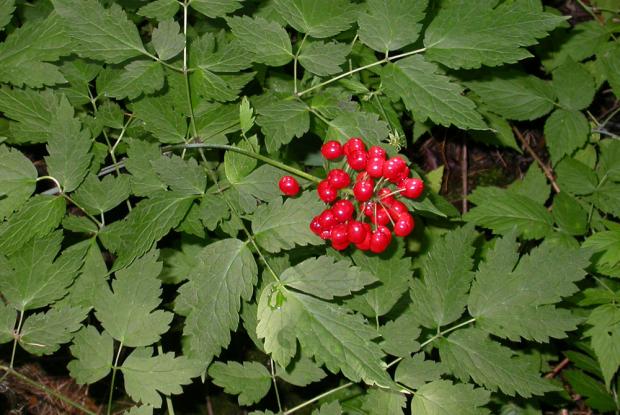 Actaea rubra
