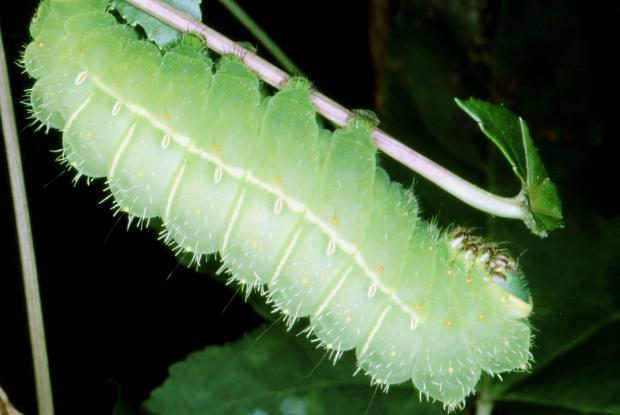 luna moth caterpillar stages