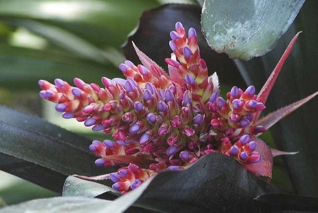 Aechmea 'Rajah'