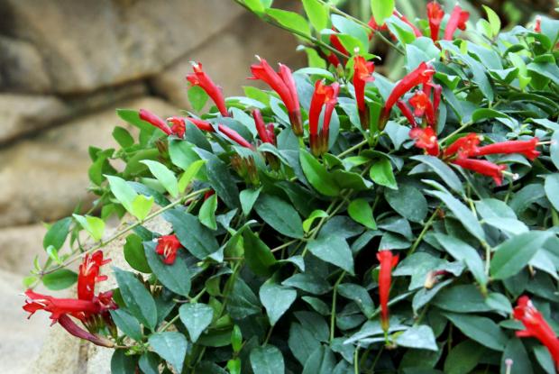 Aeschynanthus sp.