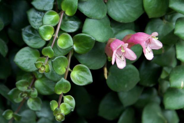 Aeschynanthus 'Thai pink'
