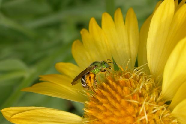 Agapostemon virescens