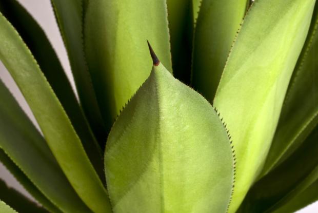 Century plant (<em>Agave celsii</em>)