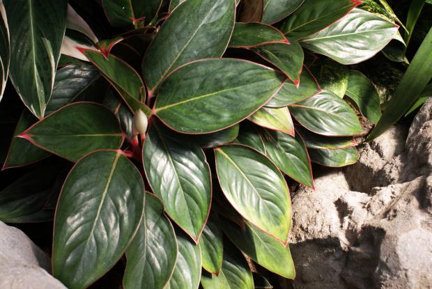 Aglaonema 'Sapphire Suzanne'