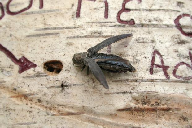 Agrilus anxius