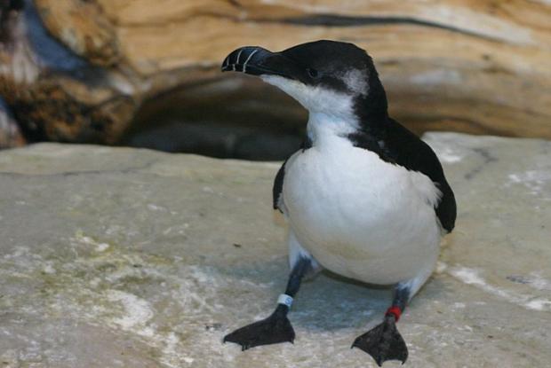 Est-ce que le pingouin vole ?