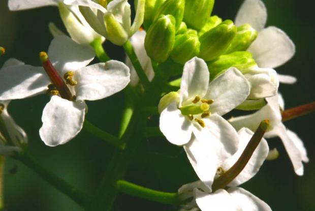 Alliaria petiolata