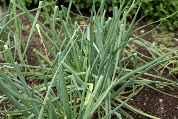 Allium fistulosum