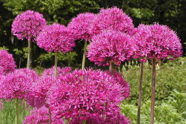 Allium hollandicum 'Purple Sensation'.