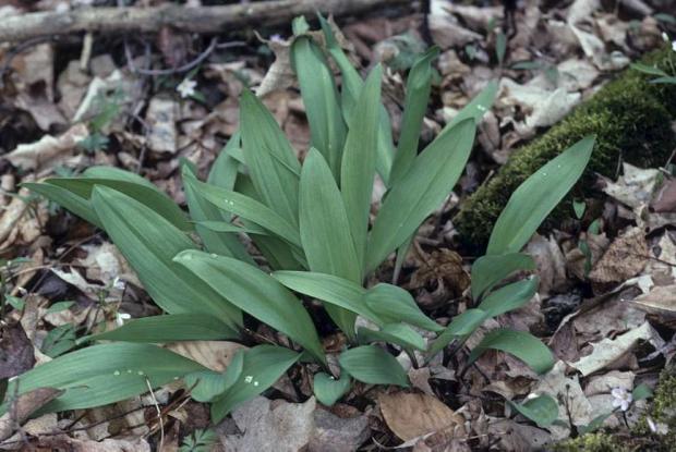 Ail des bois (Allium tricoccum).