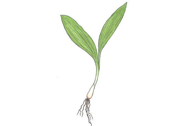 Allium tricoccum