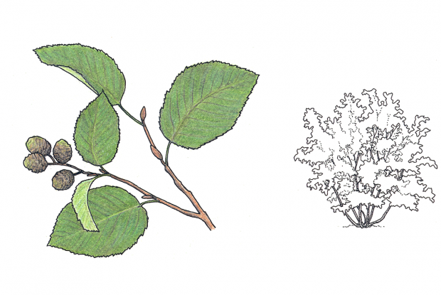 Alnus rugosa (syn. A.incana)