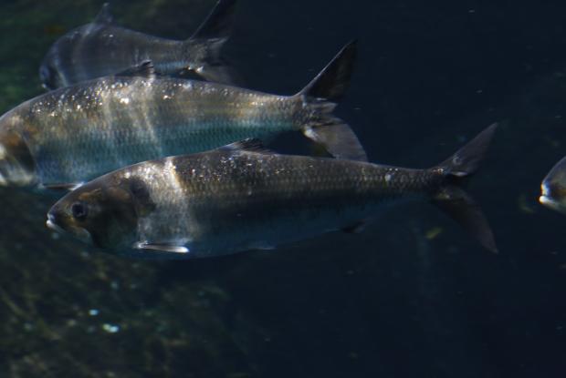 Alose savoureuse (Alosa sapidissima)