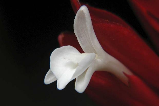 Red ginger Alpinia purpurata