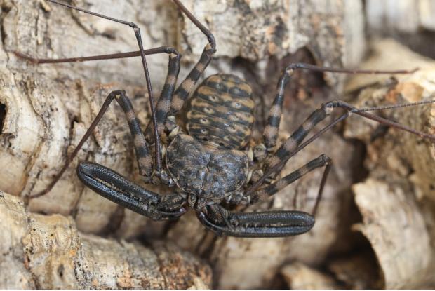 Amblypyge de l'Afrique de l'Ouest