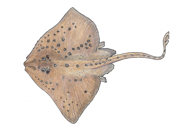 Amblyraja radiata