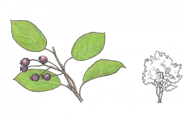 Amelanchier arborea (syn. A. canadensis)