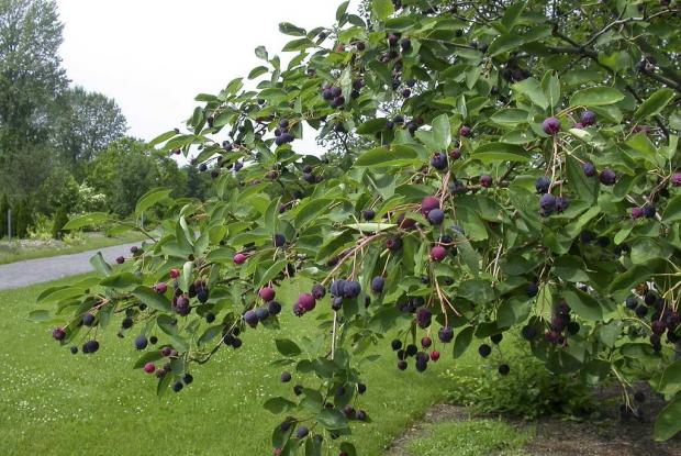 Amelanchier canadensis