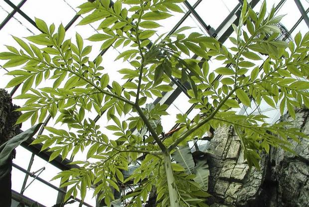 Amorphophallus paeoniifolius var. campanulatus