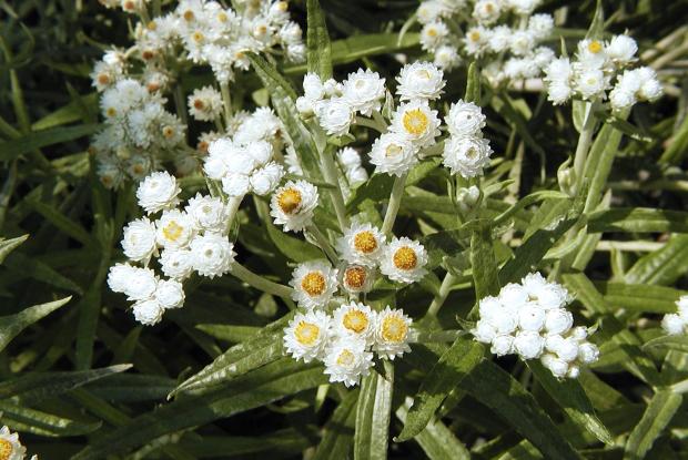Western pearly everlasting 