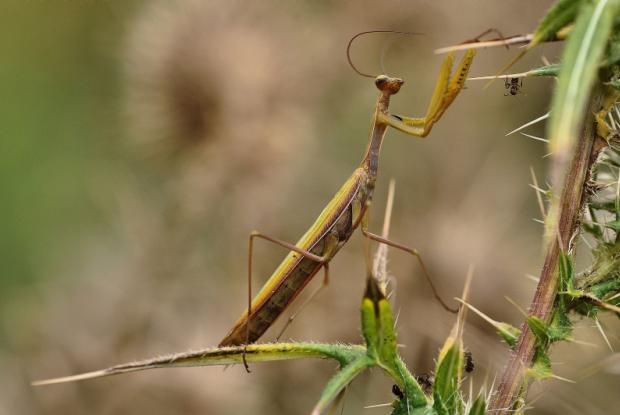 Praying mantis