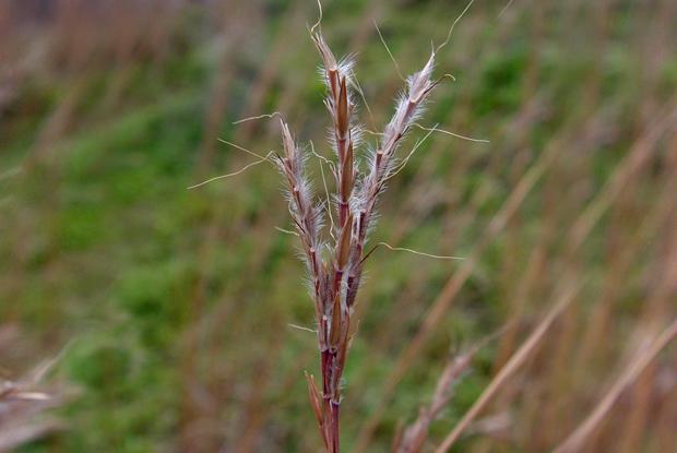 Andropogon gerardii