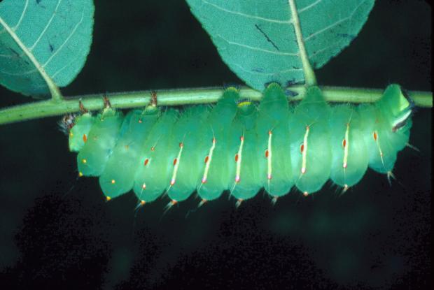 Grosse Chenille Verte : Un Guide Complet et Fascinant () Grosse Chenille Verte : Un Guide Complet et Fascinant