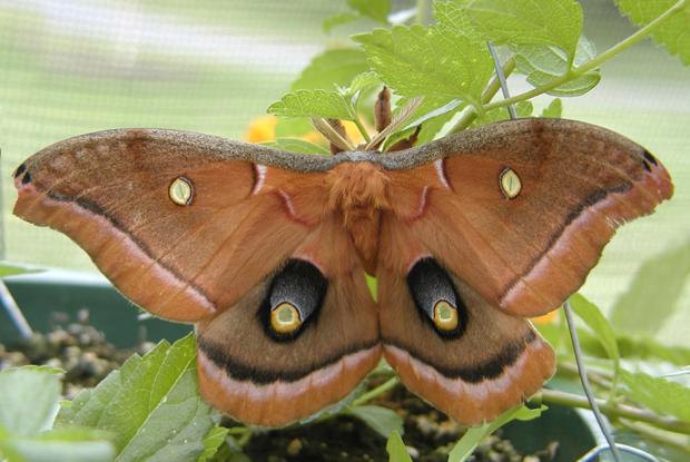 Antheraea polyphemus