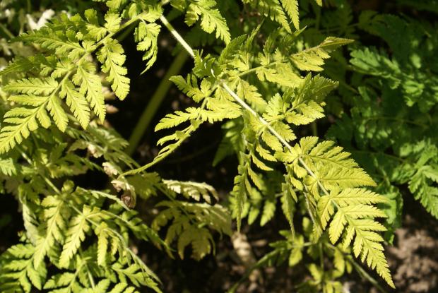 Anthriscus cerefolium