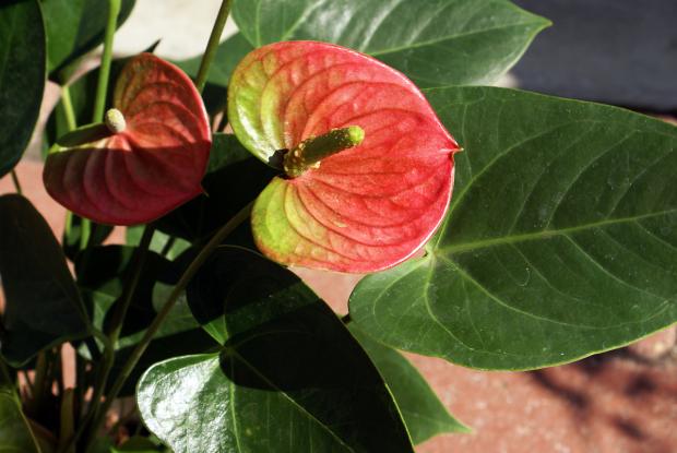 Anthurium andreanum