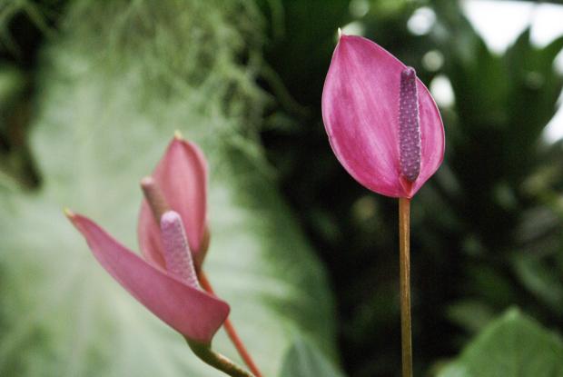 Anthurium 'Purple plum'