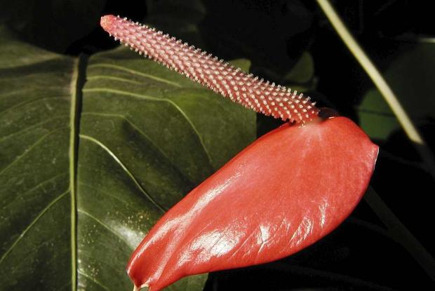 Anthurium x ferrierense