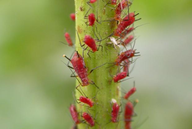 Aphididae.