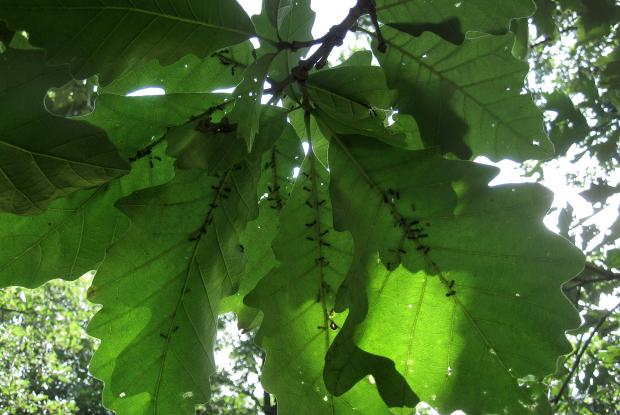 Pucerons et fourmis sous des feuilles de chênes.
